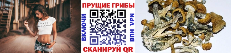 Галлюциногенные грибы Psilocybine cubensis  Купить где  Магадан 